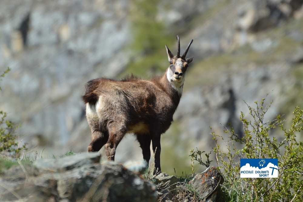 camoscio delle Piccole Dolomiti