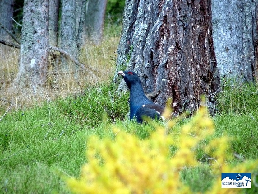 gallo cedrone