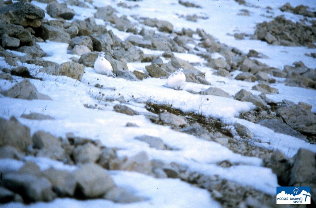 coppia all'inizio dell'inverno