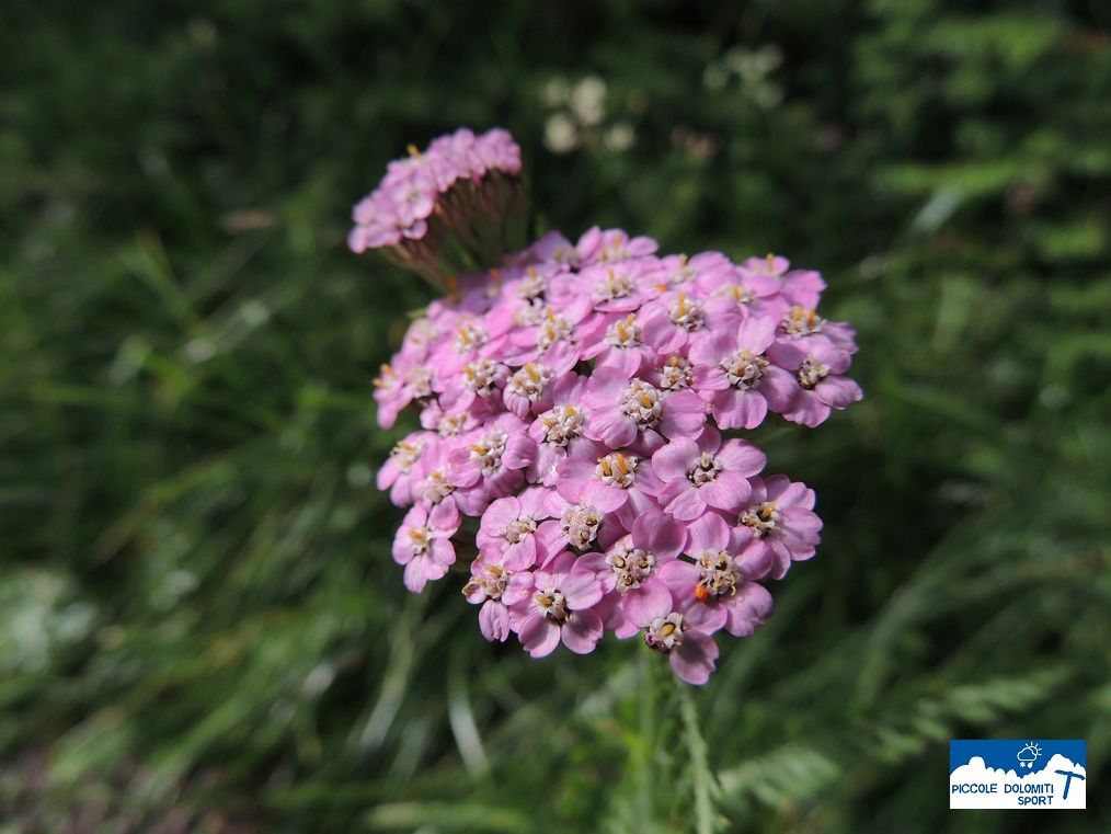 achillea millefoglie