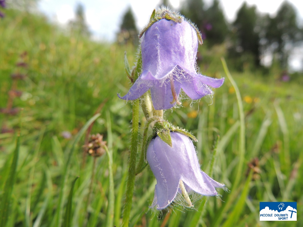 campanula pelosa