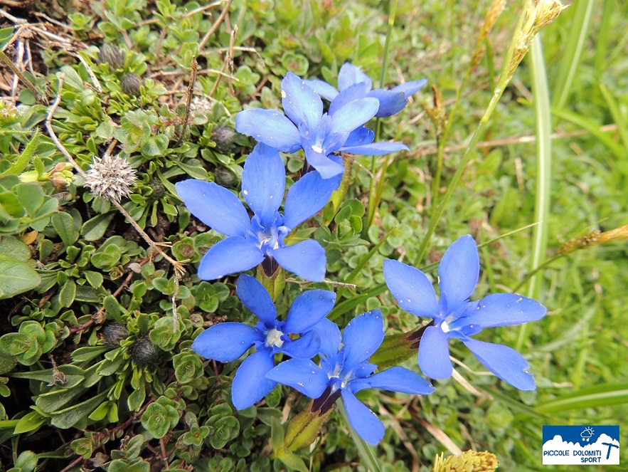 genziana primaticcia