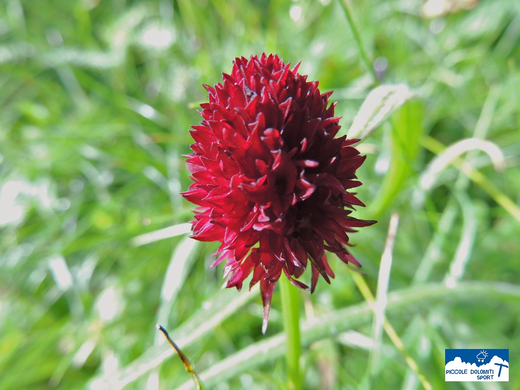 nigritella rossa