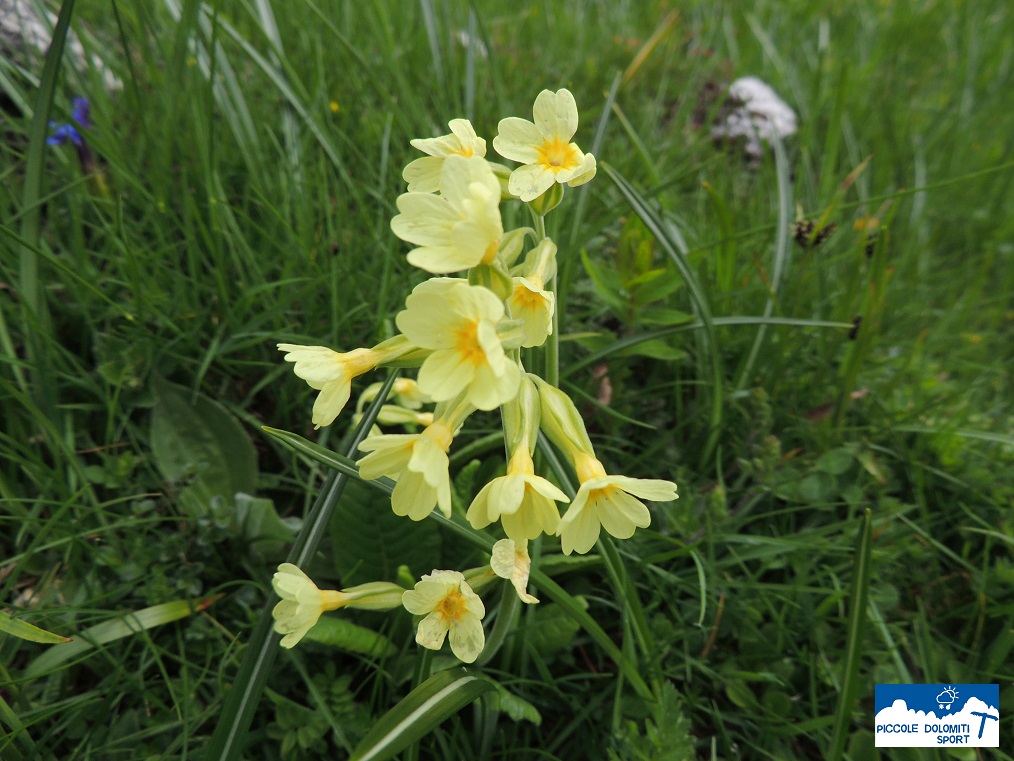 primula maggiore