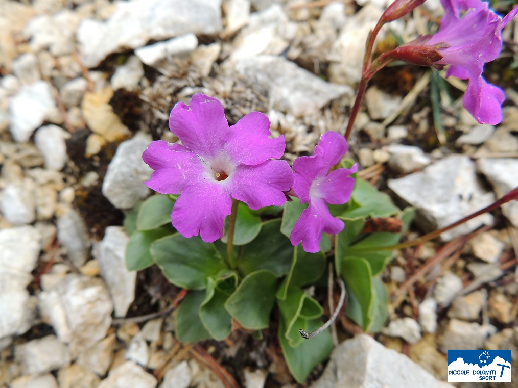 primula meravigliosa