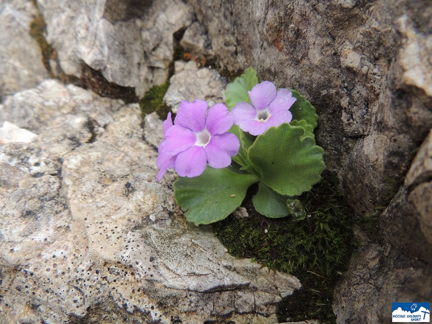 primula di recoaro