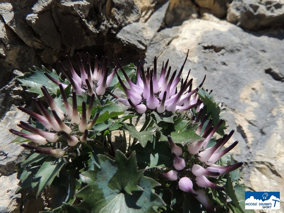 raponzolo di roccia