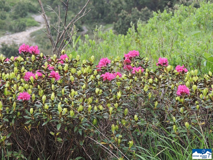 rododendro peloso