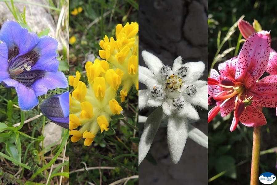 fiori delle Piccole Dolomiti