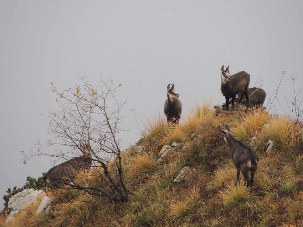 camosci sul Monte Mesole