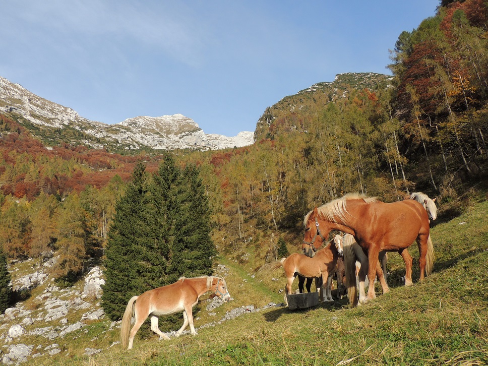 Alpago